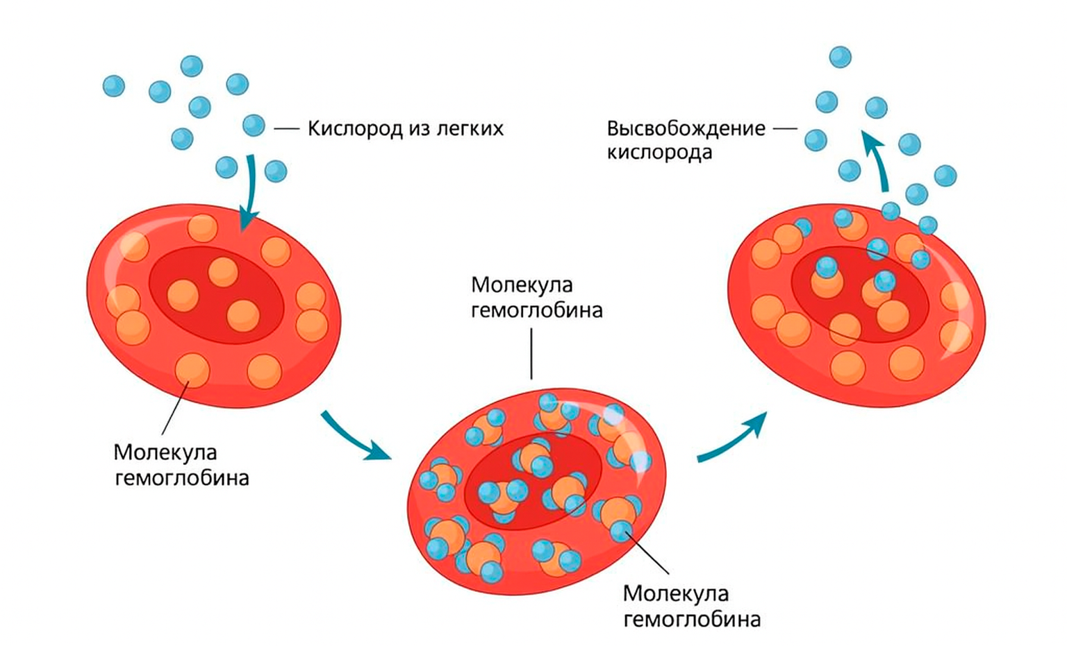 Оксигенация крови