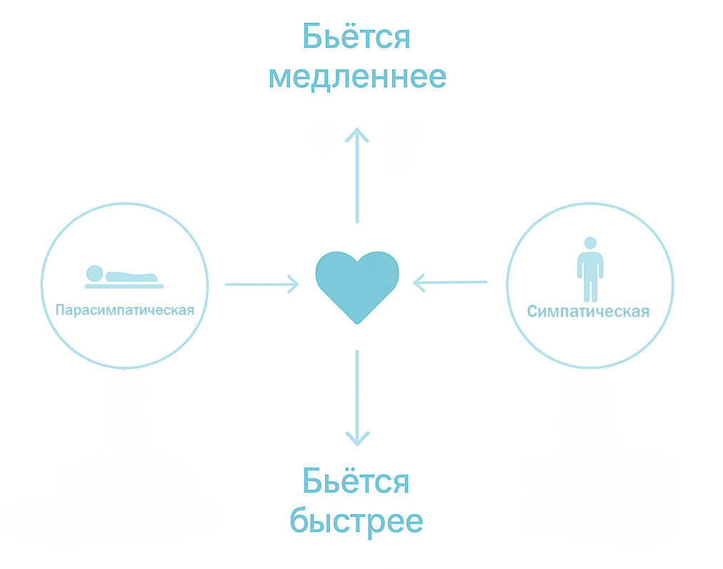 Регуляция сердца